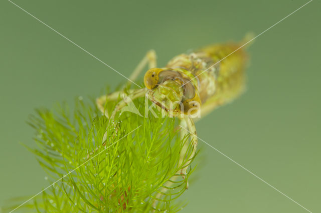 Little emperor dragonfly (Anax parthenope)