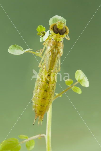 Little emperor dragonfly (Anax parthenope)