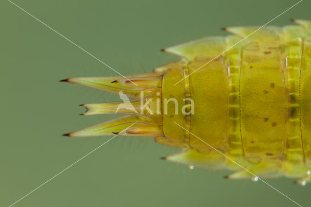 Little emperor dragonfly (Anax parthenope)