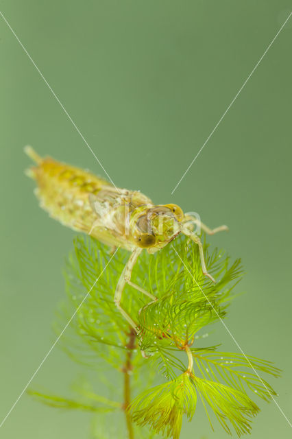 Little emperor dragonfly (Anax parthenope)