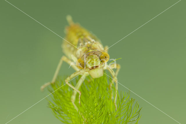 Little emperor dragonfly (Anax parthenope)