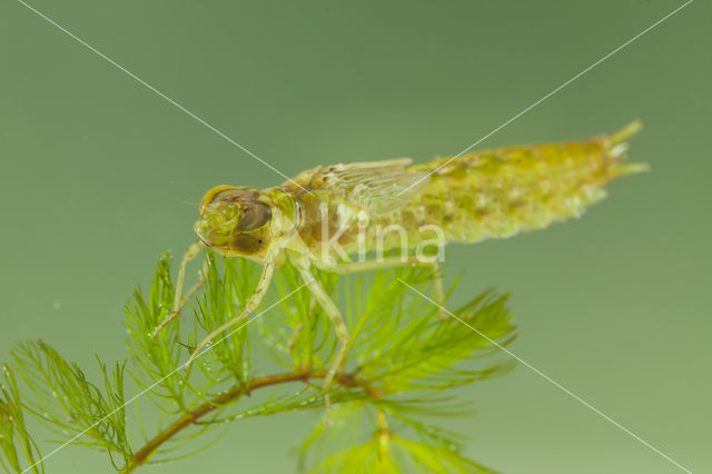 Little emperor dragonfly (Anax parthenope)