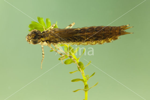 Little emperor dragonfly (Anax parthenope)