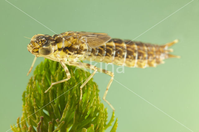 Little emperor dragonfly (Anax parthenope)