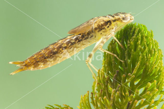 Little emperor dragonfly (Anax parthenope)