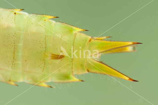 Little emperor dragonfly (Anax parthenope)