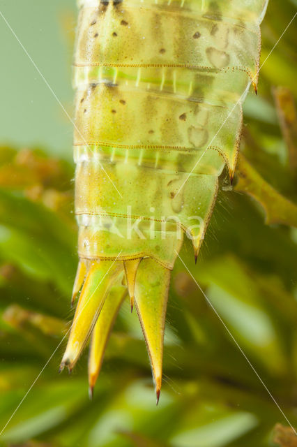 Little emperor dragonfly (Anax parthenope)