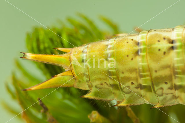 Little emperor dragonfly (Anax parthenope)