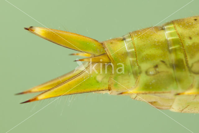 Little emperor dragonfly (Anax parthenope)