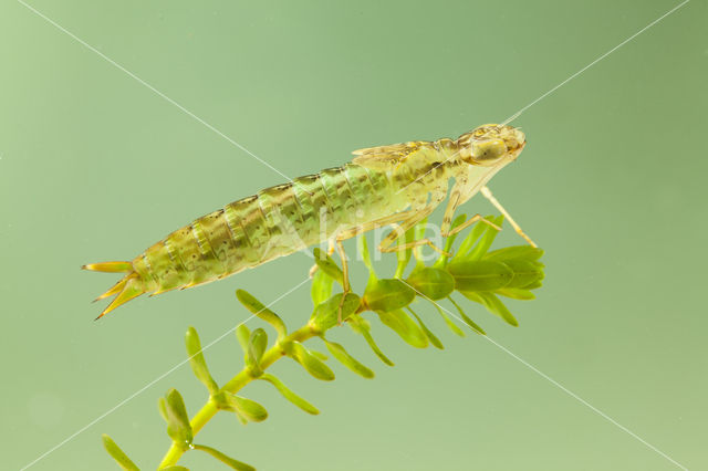 Little emperor dragonfly (Anax parthenope)