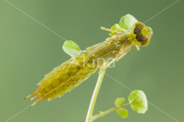 Little emperor dragonfly (Anax parthenope)