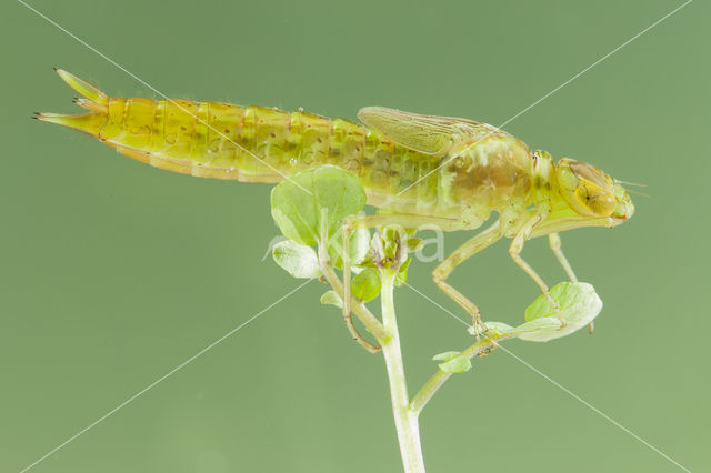 Little emperor dragonfly (Anax parthenope)