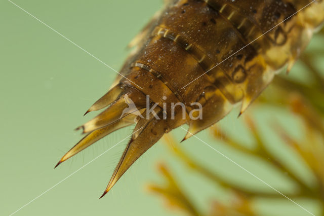 Little emperor dragonfly (Anax parthenope)