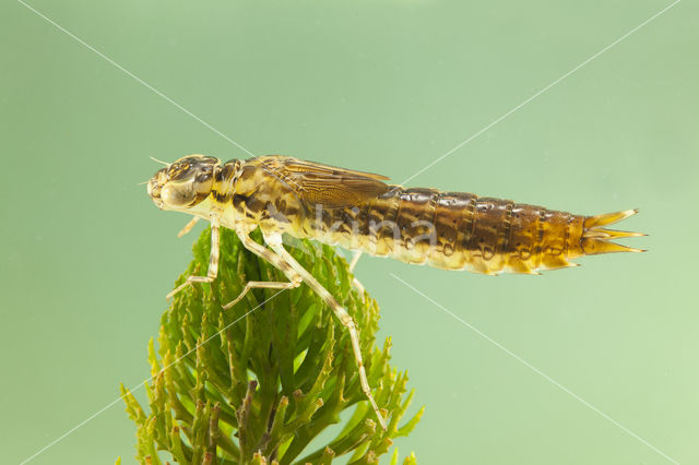 Little emperor dragonfly (Anax parthenope)