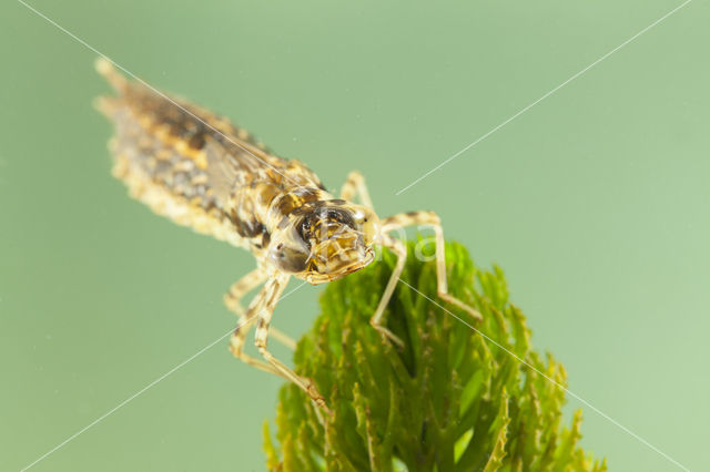 Zuidelijke keizerlibel (Anax parthenope)