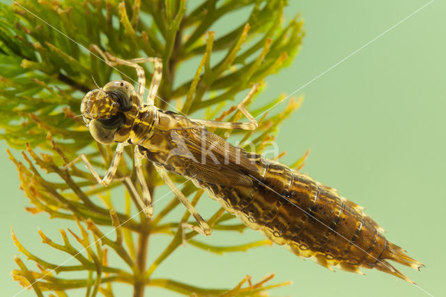 Little emperor dragonfly (Anax parthenope)