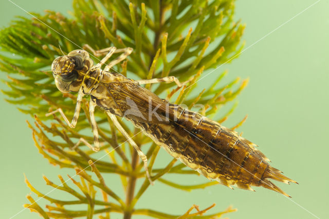 Little emperor dragonfly (Anax parthenope)