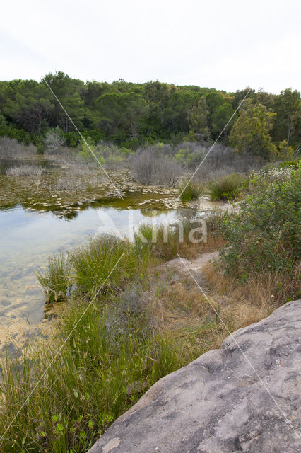 Little emperor dragonfly (Anax parthenope)