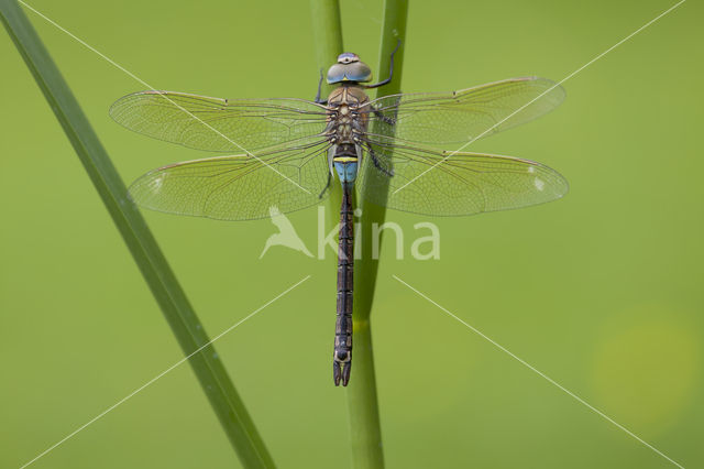 Little emperor dragonfly (Anax parthenope)