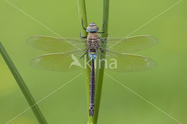 Little emperor dragonfly (Anax parthenope)