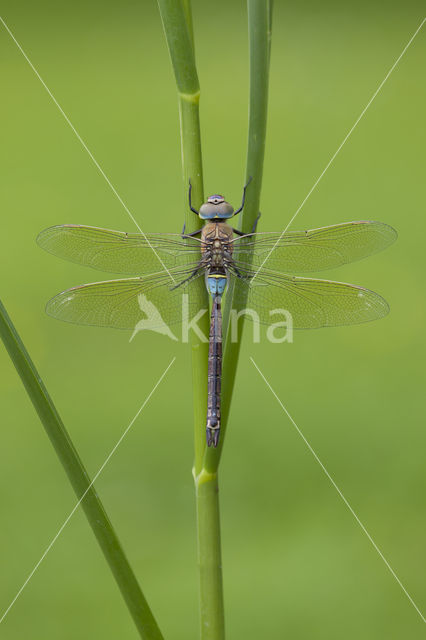 Little emperor dragonfly (Anax parthenope)