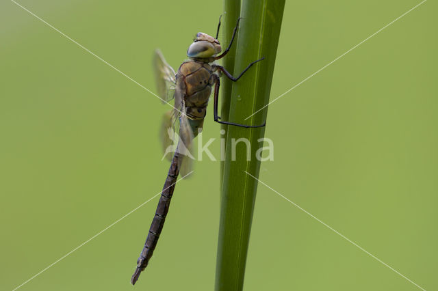 Little emperor dragonfly (Anax parthenope)