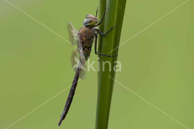 Zuidelijke keizerlibel (Anax parthenope)