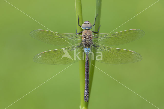 Little emperor dragonfly (Anax parthenope)