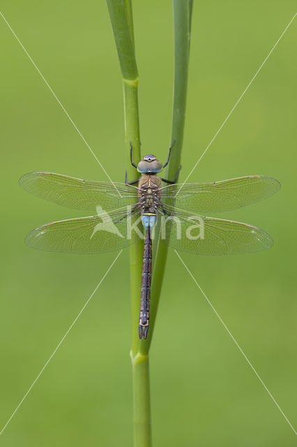 Zuidelijke keizerlibel (Anax parthenope)