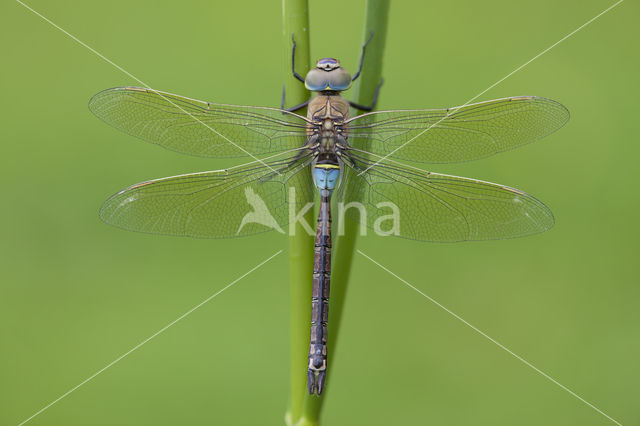 Little emperor dragonfly (Anax parthenope)