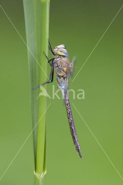 Little emperor dragonfly (Anax parthenope)