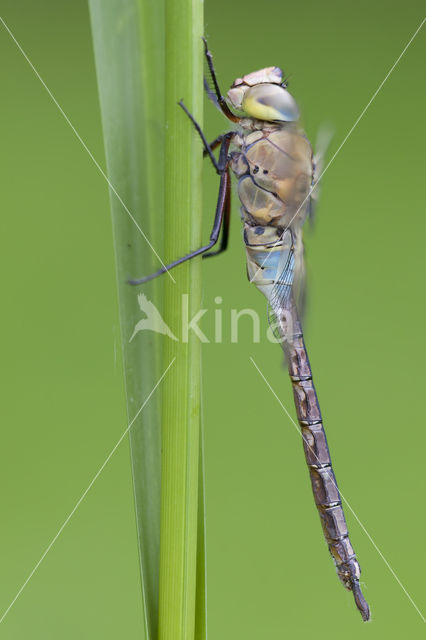 Little emperor dragonfly (Anax parthenope)
