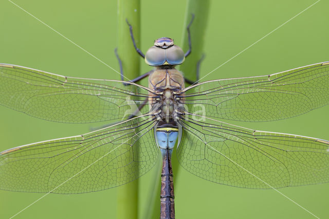 Little emperor dragonfly (Anax parthenope)