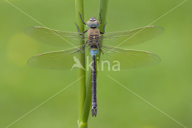 Zuidelijke keizerlibel (Anax parthenope)