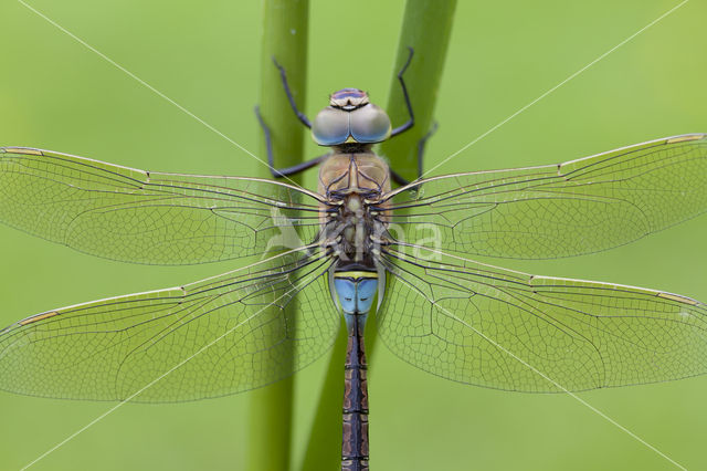 Little emperor dragonfly (Anax parthenope)