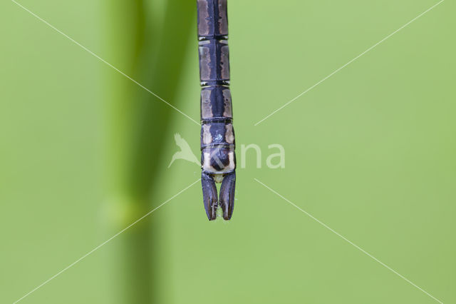 Little emperor dragonfly (Anax parthenope)