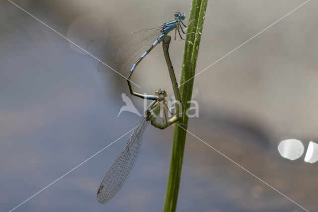 Southern Blue Damselfly (Coenagrion caerulescens)