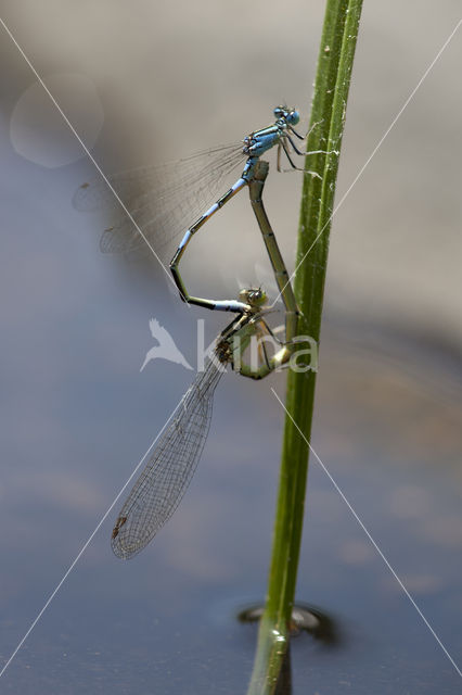 Southern Blue Damselfly (Coenagrion caerulescens)