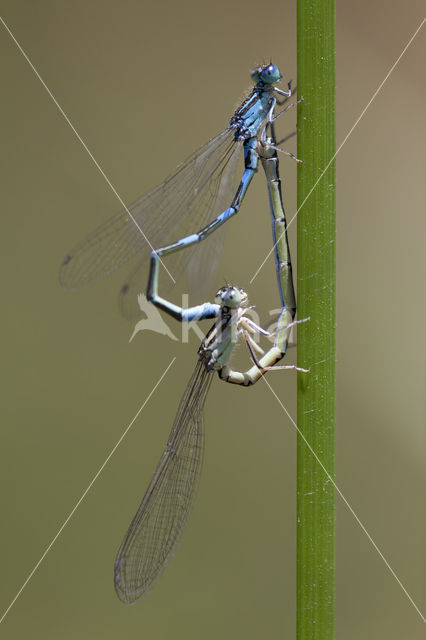 Zuidelijke waterjuffer (Coenagrion caerulescens)