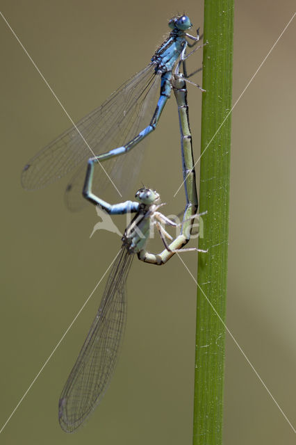 Zuidelijke waterjuffer (Coenagrion caerulescens)
