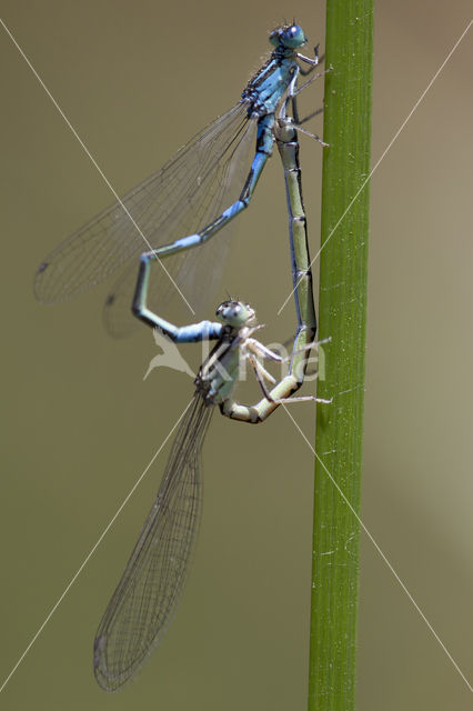 Zuidelijke waterjuffer (Coenagrion caerulescens)