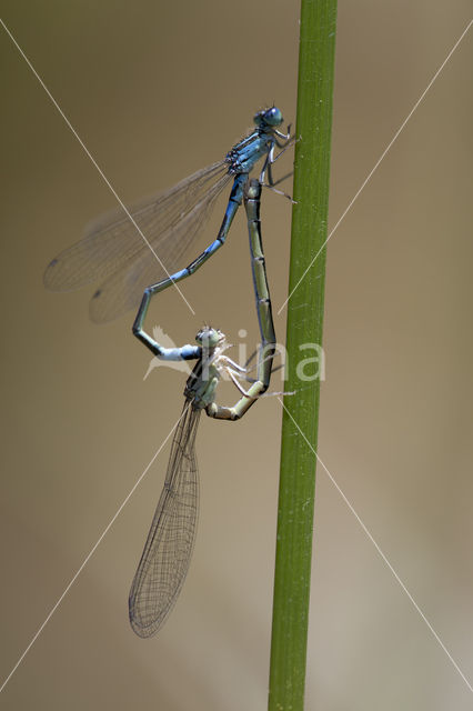 Zuidelijke waterjuffer (Coenagrion caerulescens)