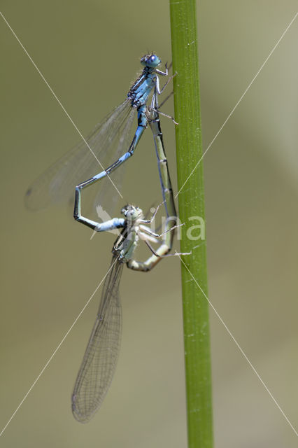 Southern Blue Damselfly (Coenagrion caerulescens)