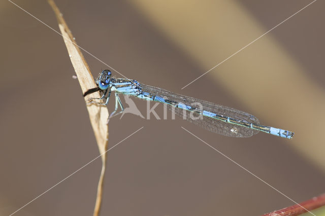 Zuidelijke waterjuffer (Coenagrion caerulescens)