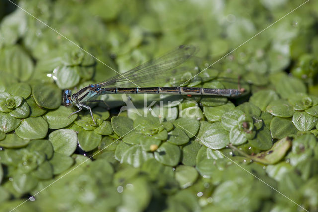 Zuidelijke waterjuffer (Coenagrion caerulescens)