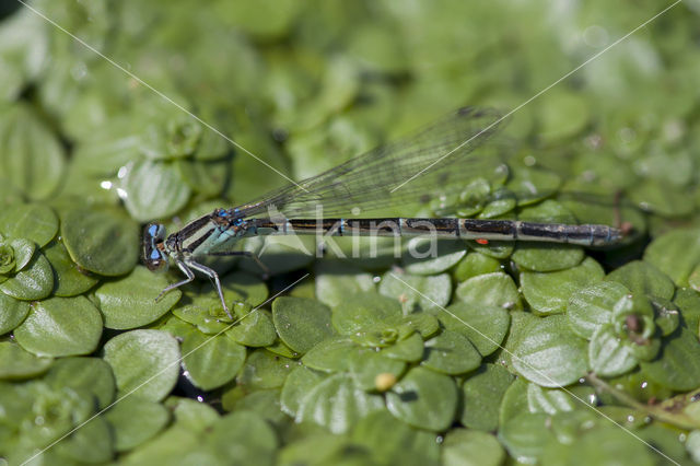 Southern Blue Damselfly (Coenagrion caerulescens)