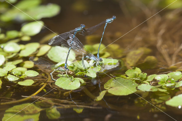 Zuidelijke waterjuffer (Coenagrion caerulescens)