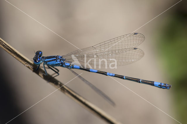 Southern Blue Damselfly (Coenagrion caerulescens)