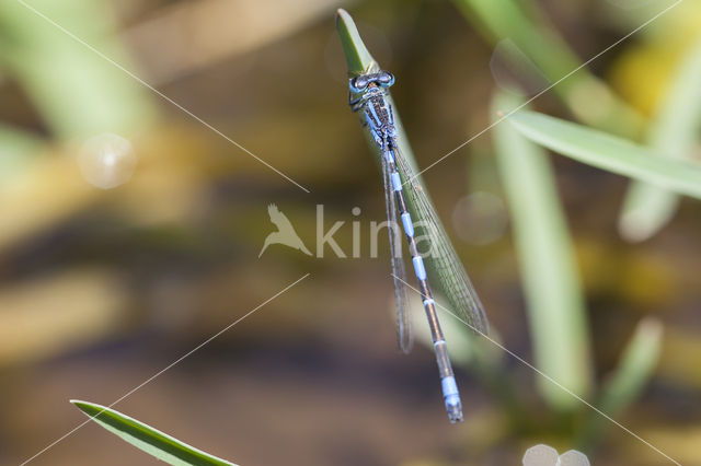 Southern Blue Damselfly (Coenagrion caerulescens)