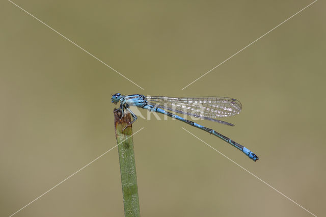 Southern Blue Damselfly (Coenagrion caerulescens)